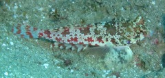 Synchiropus stellatus