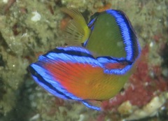 Pseudochromis dutoiti