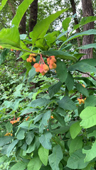 Oemleria cerasiformis