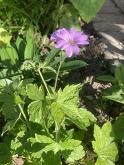 Geranium gracile