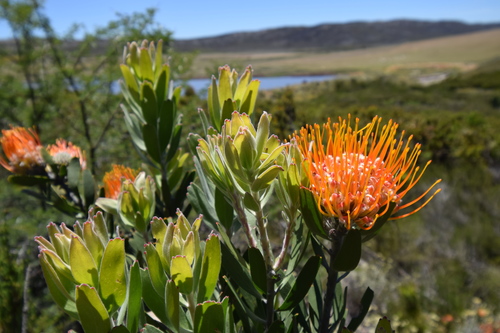 Leucospermum erubescens Rourke