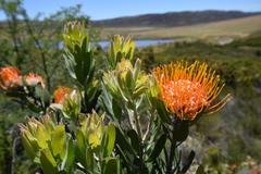 Leucospermum erubescens