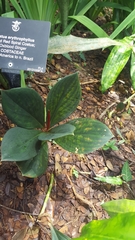 Costus erythrophyllus