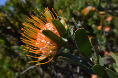 Leucospermum erubescens