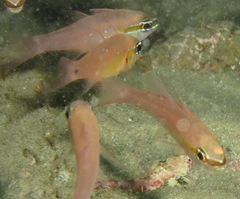 Ostorhinchus apogonoides