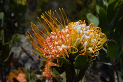 Leucospermum erubescens