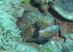Gymnothorax breedeni