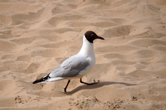 Chroicocephalus ridibundus