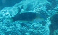 Thalassoma genivittatum