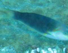 Thalassoma genivittatum