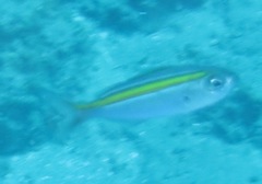 Caesio xanthalytos