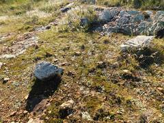 Ledebouria ovalifolia