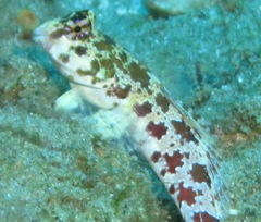 Synchiropus stellatus