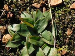 Ledebouria ovalifolia