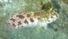 Synchiropus stellatus