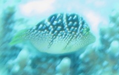 Paraluteres prionurus