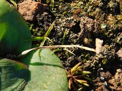 Ledebouria ovalifolia