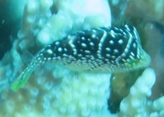 Paraluteres prionurus