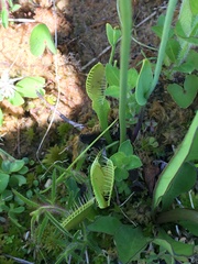 Dionaea