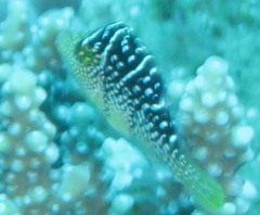 Paraluteres prionurus