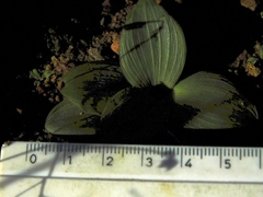 Ledebouria ovalifolia