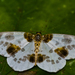 Clouded Magpie - Photo (c) Anne, some rights reserved (CC BY-NC-SA)