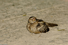 Caprimulgus clarus