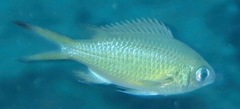 Chromis weberi