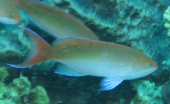 Pseudanthias cooperi