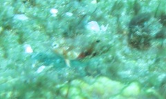 Halichoeres nebulosus