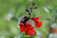 Bombus