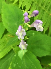 Scutellaria serrata