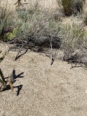 Aspidoscelis neomexicanus