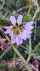 Securigera varia