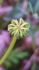 Securigera varia