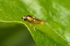 Thaumatomyia notata
