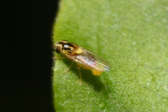 Thaumatomyia notata