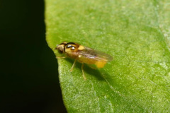 Thaumatomyia notata