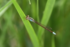 Ischnura damula