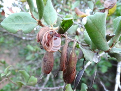 Lomatia dentata