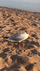 Chroicocephalus ridibundus