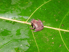 Microhyla palmipes