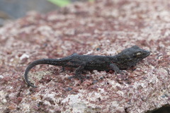 Tarentola delalandii