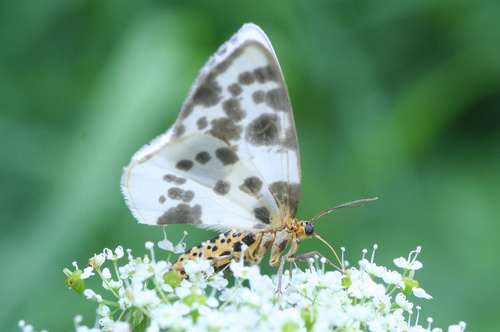 Miškinis margasprindis nuotrauka