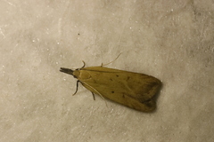 Dichomeris limosellus