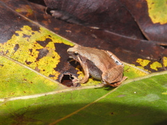 Microhyla achatina