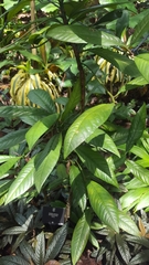 Ardisia comosa