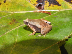 Microhyla achatina