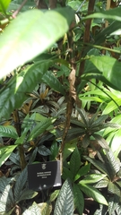 Ardisia comosa