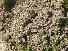 Talpa europaea